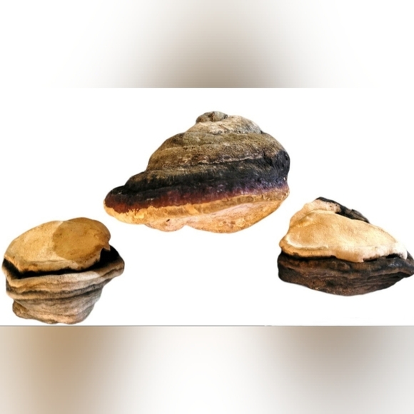 Lot Of 3 Old Dried Shelf Mushroom Fungus for Collection, Crafts, Aquariums - Picture 2 of 3